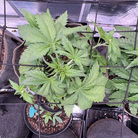 Mimosa Cake Auto growlog timeline photo
