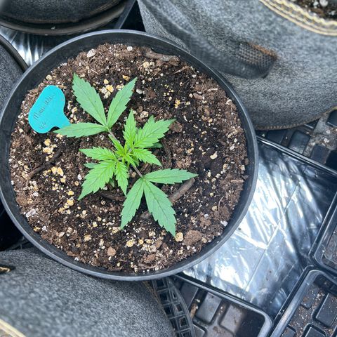 Hawaii Maui Waui Automatic growlog timeline photo