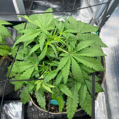 Wedding Glue Auto growlog timeline photo