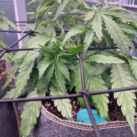 Wedding Glue Auto growlog timeline photo