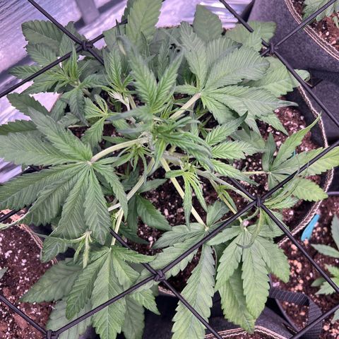 Blueberry Kush Automatic growlog timeline photo