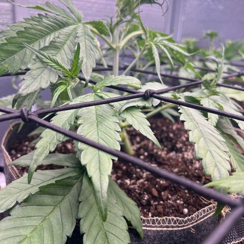 Blueberry Kush Automatic growlog timeline photo
