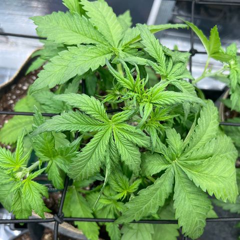Mimosa Cake Auto growlog timeline photo