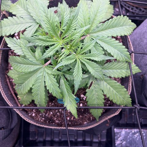 Original Auto Jack Herer growlog timeline photo