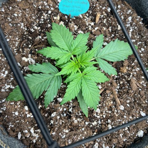Maui waui 2 growlog timeline photo