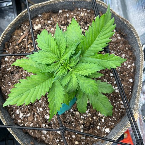 Maui waui 2 growlog timeline photo