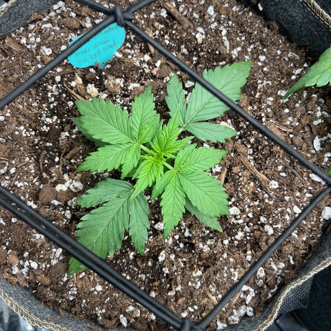 The volunteer (Maui Waui) growlog timeline photo
