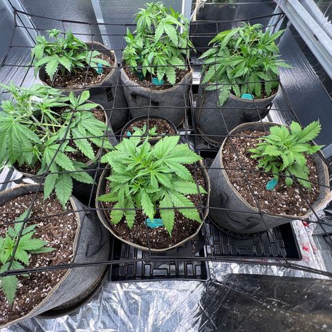 The volunteer (Maui Waui) growlog timeline photo
