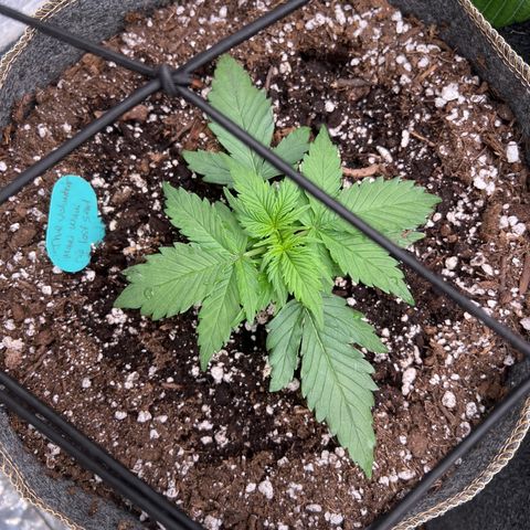 The volunteer (Maui Waui) growlog timeline photo