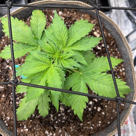 Maui waui 2 growlog timeline photo