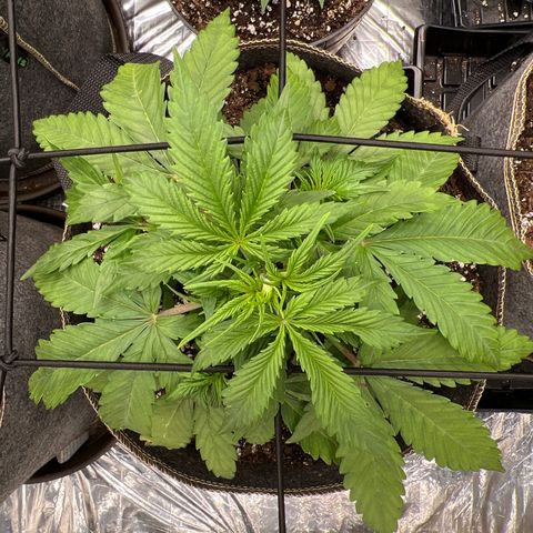 Original Auto Jack Herer growlog timeline photo
