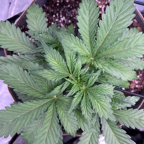 Arctic Sunset growlog timeline photo