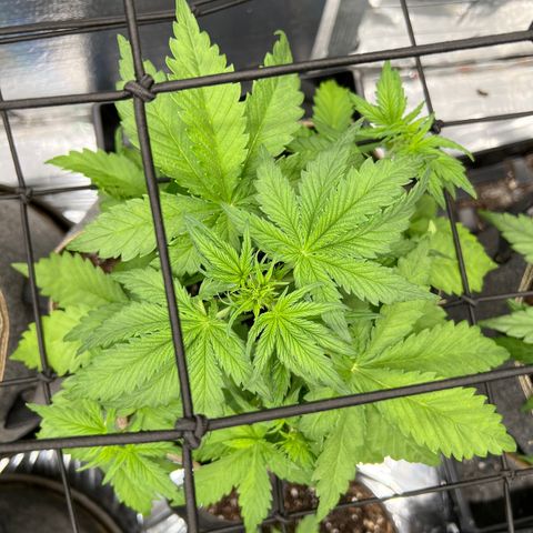Mimosa Cake Auto growlog timeline photo