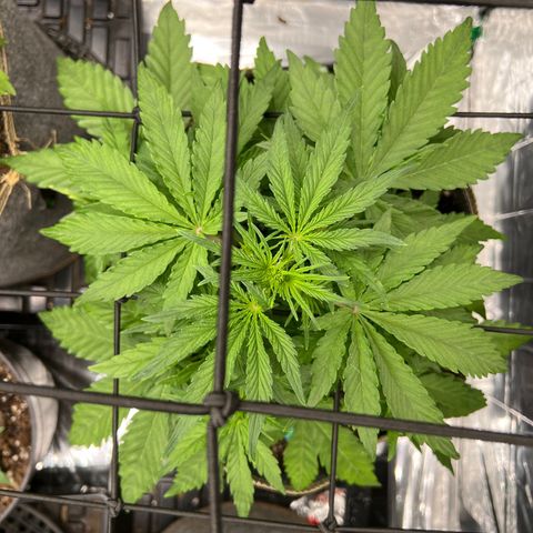 Wedding Glue Auto growlog timeline photo