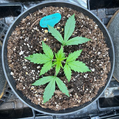 Hawaii Maui Waui Automatic growlog timeline photo