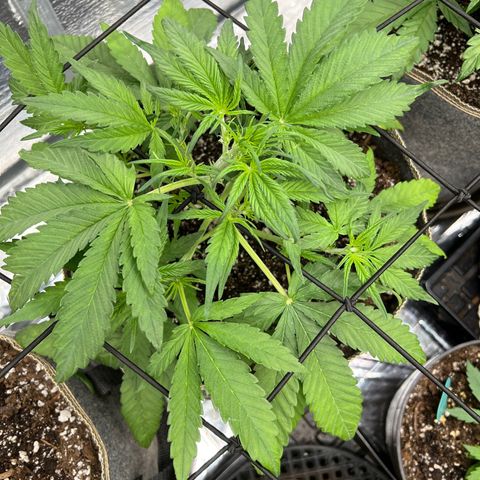 Blueberry Kush Automatic growlog timeline photo