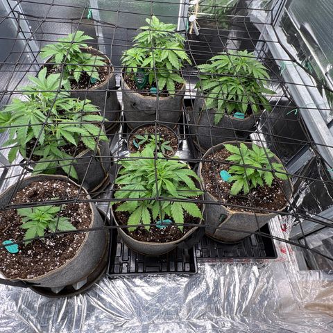 The volunteer (Maui Waui) growlog timeline photo