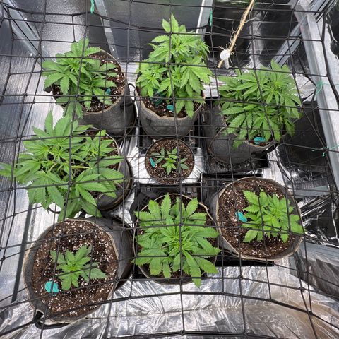 The volunteer (Maui Waui) growlog timeline photo