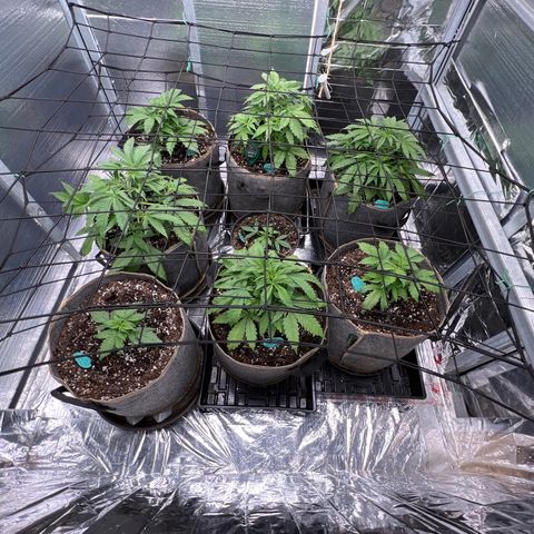 The volunteer (Maui Waui) growlog timeline photo