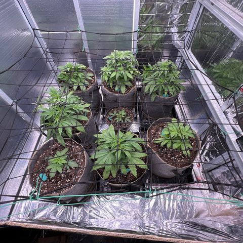 The volunteer (Maui Waui) growlog photo: Fully stretched net.
