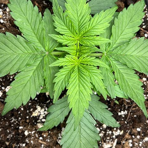 The volunteer (Maui Waui) growlog timeline photo