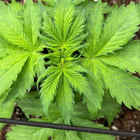 Maui waui 2 growlog timeline photo