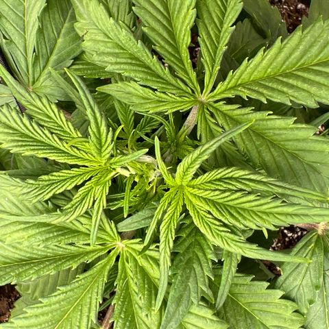 Original Auto Jack Herer growlog timeline photo