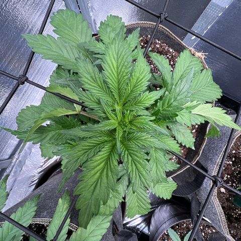 Arctic Sunset growlog timeline photo