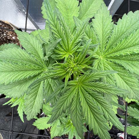Mimosa Cake Auto growlog timeline photo