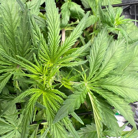 Wedding Glue Auto growlog timeline photo