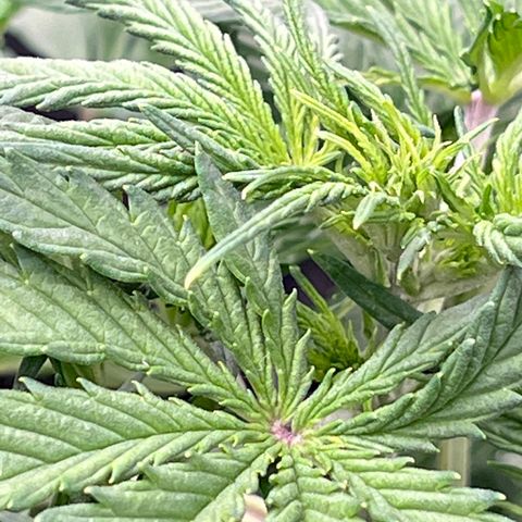 Wedding Glue Auto growlog timeline photo