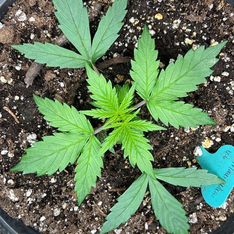 Hawaii Maui Waui Automatic growlog timeline photo