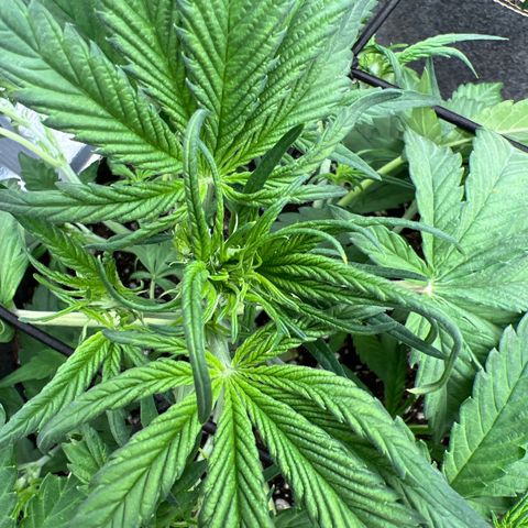 Blueberry Kush Automatic growlog timeline photo