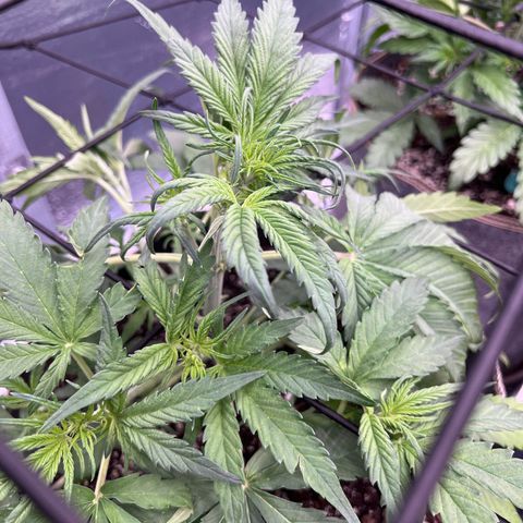 Blueberry Kush Automatic growlog timeline photo
