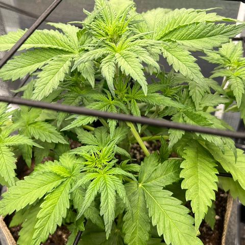 Mimosa Cake Auto growlog timeline photo