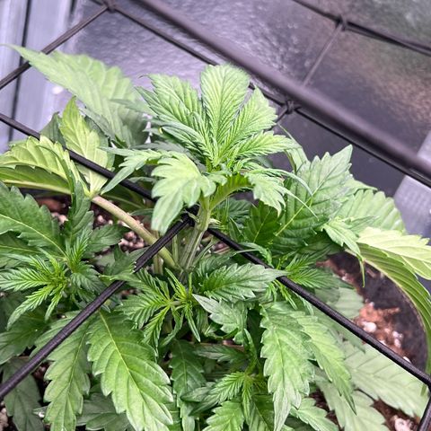 Arctic Sunset growlog timeline photo