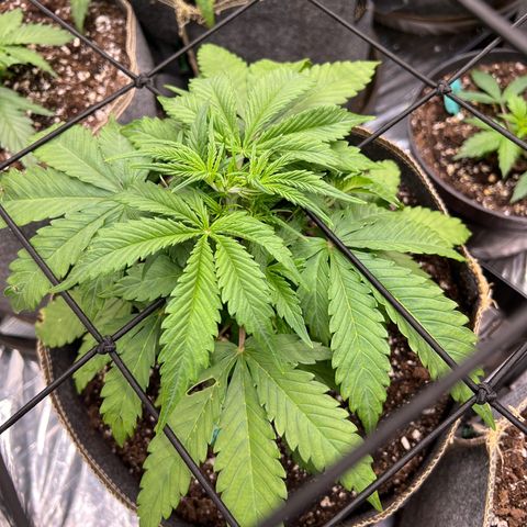 Original Auto Jack Herer growlog timeline photo