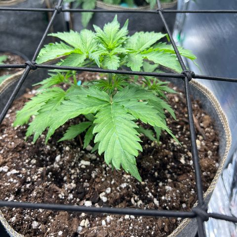 Maui waui 2 growlog timeline photo