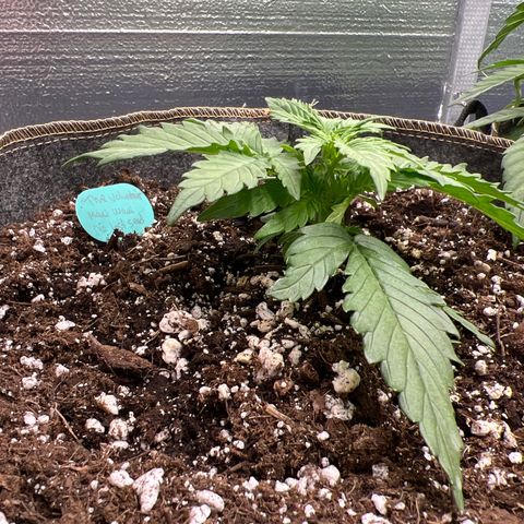 The volunteer (Maui Waui) growlog timeline photo