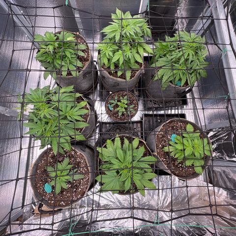 The volunteer (Maui Waui) growlog timeline photo