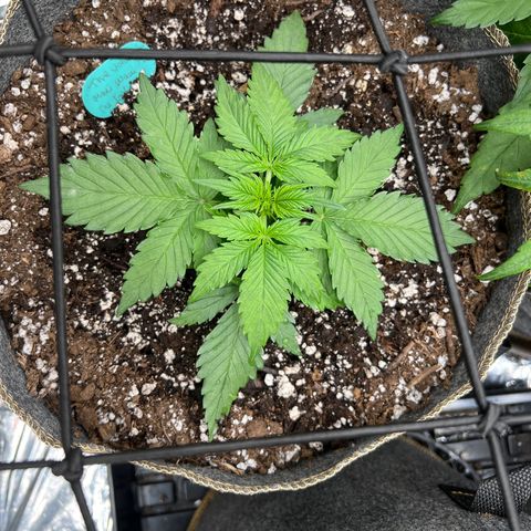 The volunteer (Maui Waui) growlog timeline photo