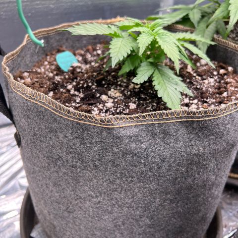 The volunteer (Maui Waui) growlog timeline photo