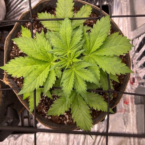Maui waui 2 growlog timeline photo