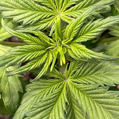 Maui waui 2 growlog timeline photo
