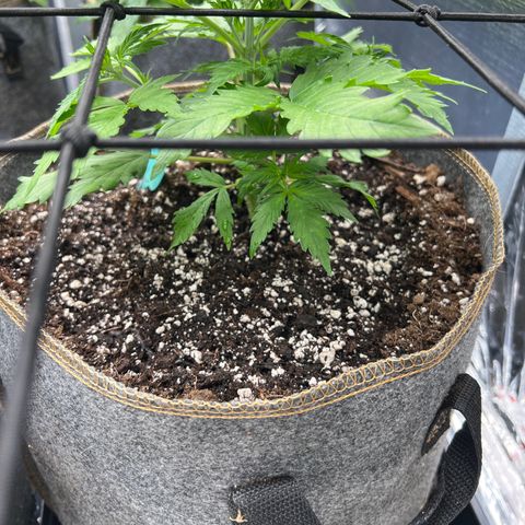Maui waui 2 growlog timeline photo
