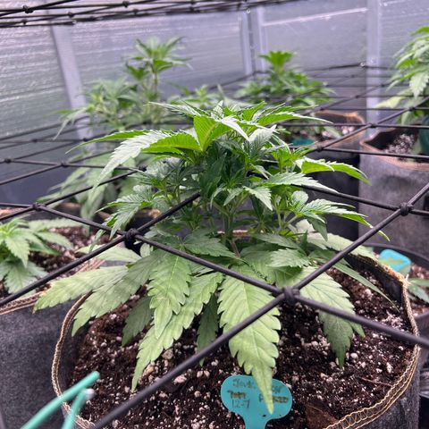 Original Auto Jack Herer growlog timeline photo