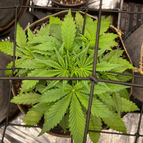 Original Auto Jack Herer growlog timeline photo