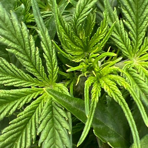 Original Auto Jack Herer growlog timeline photo