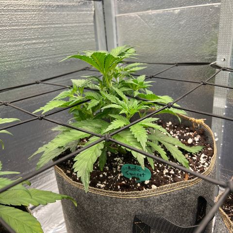 Arctic Sunset growlog timeline photo
