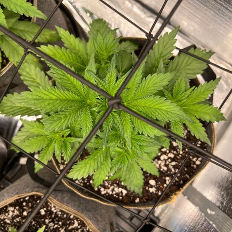 Arctic Sunset growlog timeline photo